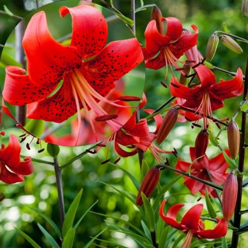 Lilium 'Red Life' - Liilia 'Red Life' P11/0,75L